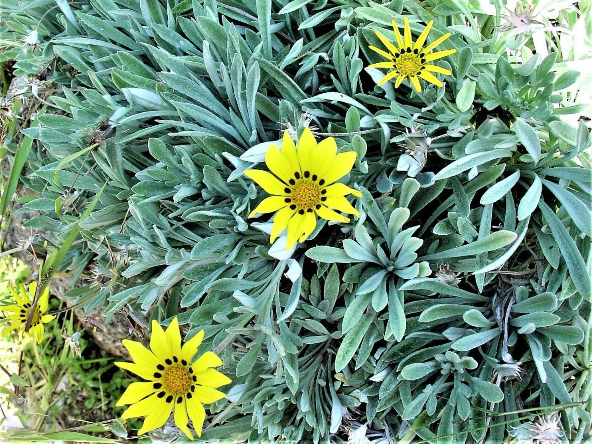 Ampelos Estate Akráta Buitenkant foto