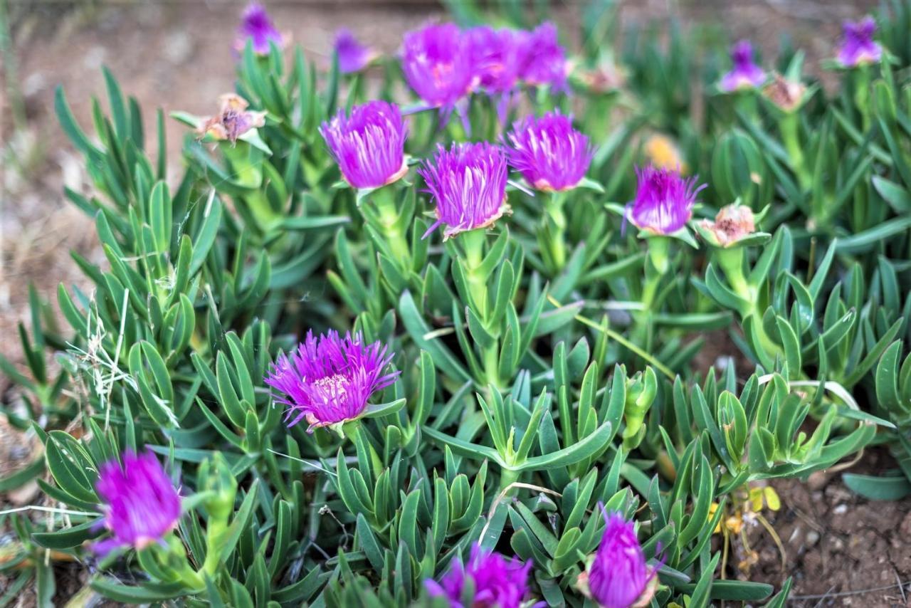 Ampelos Estate Akráta Buitenkant foto